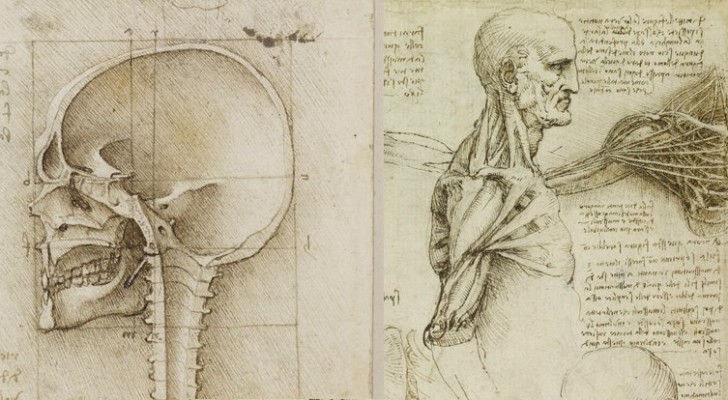 Disegni Anatomici Leonardo Da Vinci